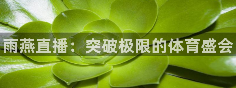 qy球友会体育官网：雨燕直播：突破极限的体育盛会